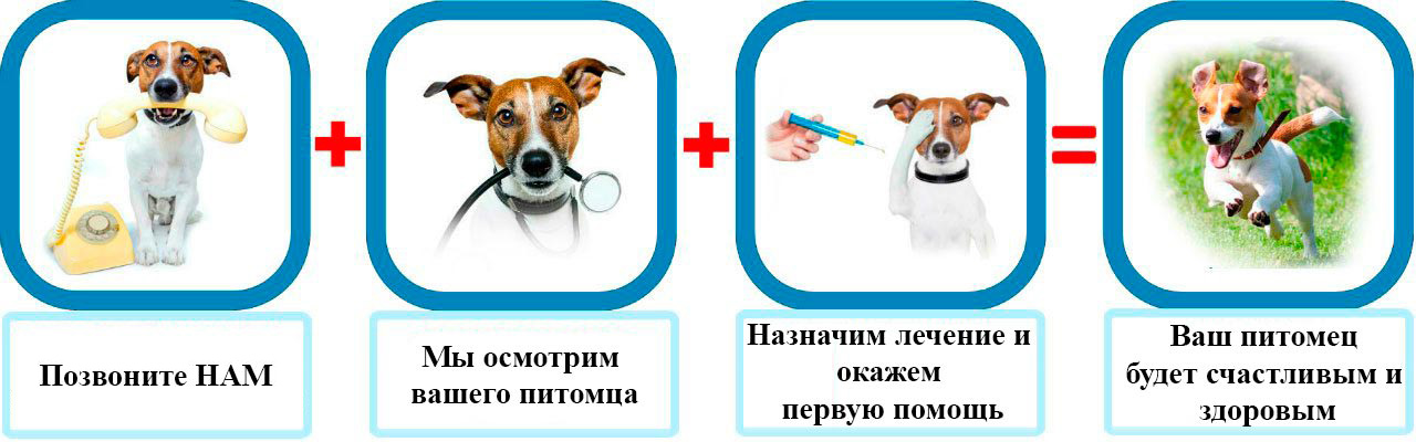 Процесс вызова ветеринара